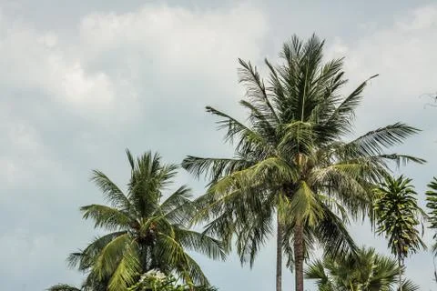 Sky with coconut tree Stock Photos