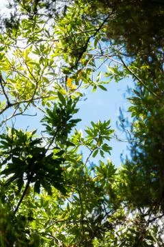 Sky covered with tree branch in a levada Stock Photos