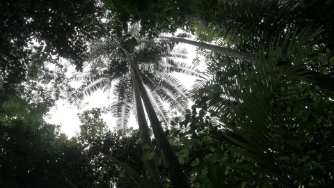  Sky covered by trees in the Amazon rainforest Stock Footage 76967452