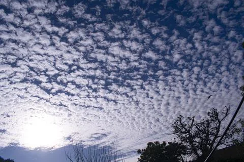 Sky at dawn and trees Stock Photos