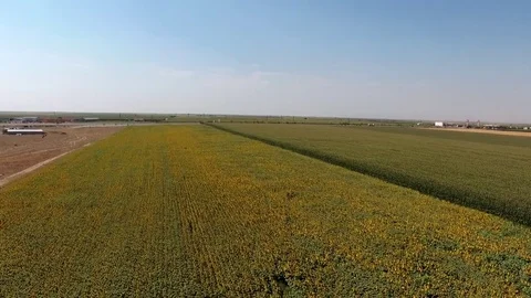 Sky drone sunflowers Stock Footage 79312460