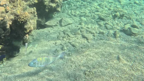 Sky Emperor Fish Patrolling the Coral Reef Underwater Stock Footage 343196456