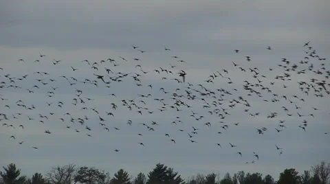 Sky filled with Waterfowl during Fall Autumn Migration Stock Footage 48063312
