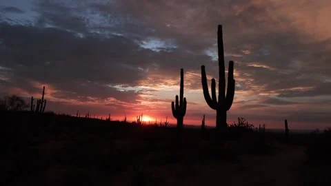 Sky On Fire Desert Sunset Time-Lapse With Cactus Stock Footage 246644895