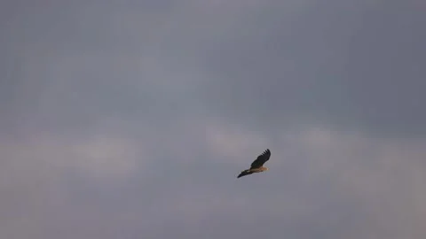 Sky flight of white-tailed eagle, 4K slomo Stock Footage 170832296