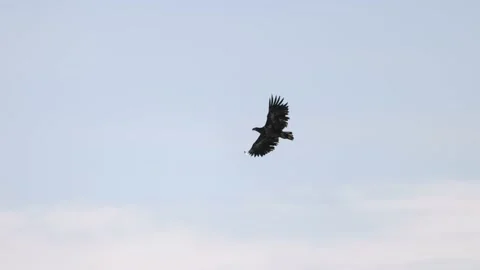 Sky flight of white-tailed eagle, close-up 4K slomo Stock Footage 172429619
