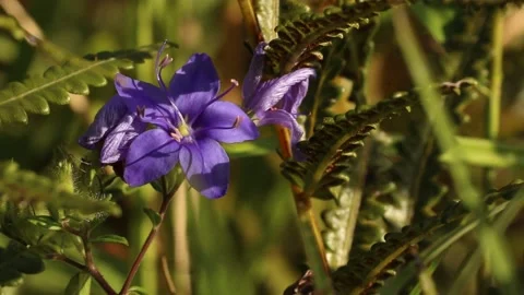 Sky flower blows in the wind Stock Footage 142335567