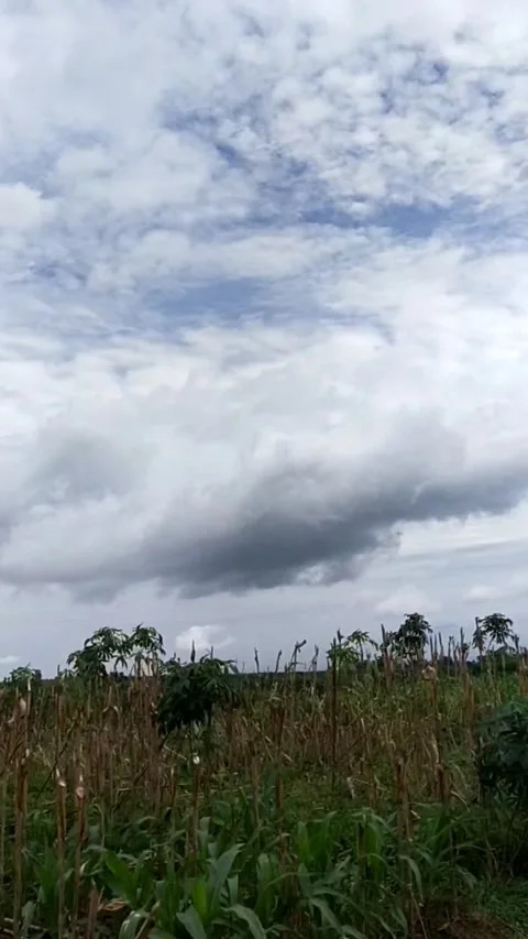 Sky Vidéo 234769241