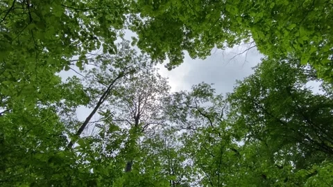 Sky in Forest Peeking Through Trees | Still Stock Footage 199662620