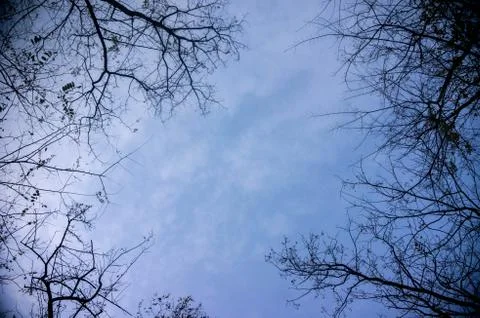 Sky in the forest Stock Photos