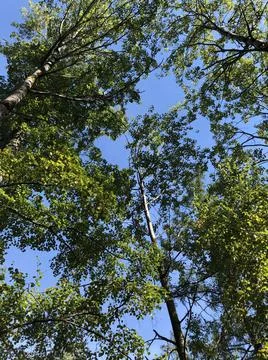 Sky in the forest Stock Photos