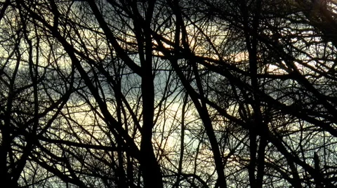 Sky with Forest Silhouette Video stock 53007828