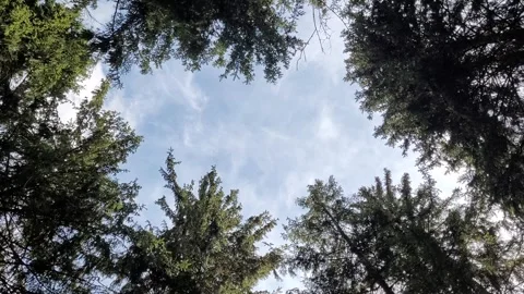 Sky in the forest through the trees Video stock 274009968