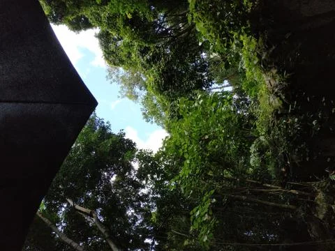 Sky in forest under big tree Stock Photos