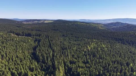 Sky forest view. Aerial perspective of verdant pine forest with bright sky .. Photos
