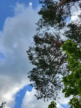 Sky Framed by Tree Tops Stock Photos