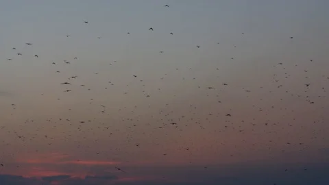 Sky Full Of Birds At Migration In Sunset Stockbeeldmateriaal 85704865