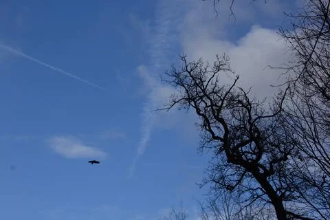 ??The sky full of clouds and the trees Stock Photos
