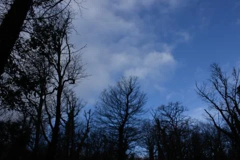 ??The sky full of clouds and the trees Stock Photos