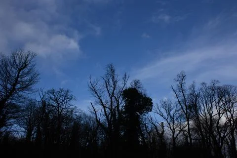 ??The sky full of clouds and the trees Stock Photos