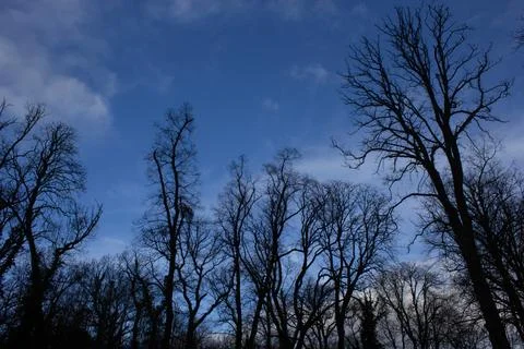 ??The sky full of clouds and the trees Foto stock