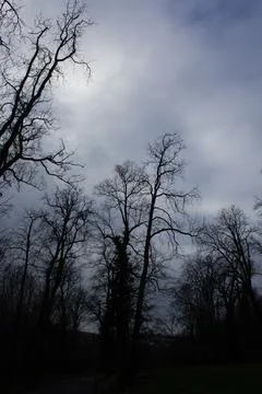 ??The sky full of clouds and the trees Stock Photos
