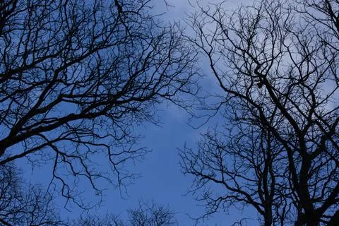 ??The sky full of clouds and the trees Stock Photos