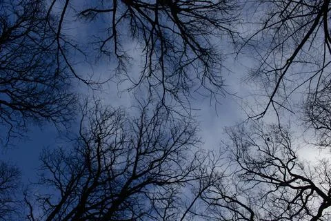 ??The sky full of clouds and the trees Stock Photos