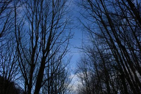 ??The sky full of clouds and the trees Stock Photos