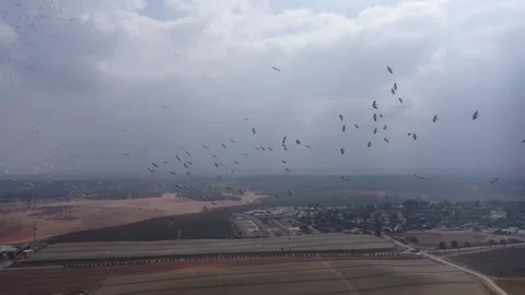 Sky Full Of Flying Pelicans - 2 Stock Footage 164224495