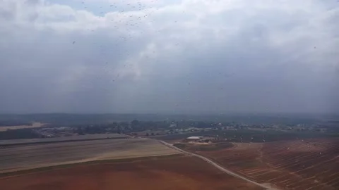 Sky Full Of Flying Pelicans Stock Footage 164225888