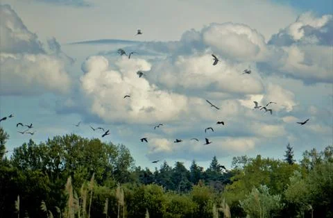 Sky full of herons in the summer Stock Photos