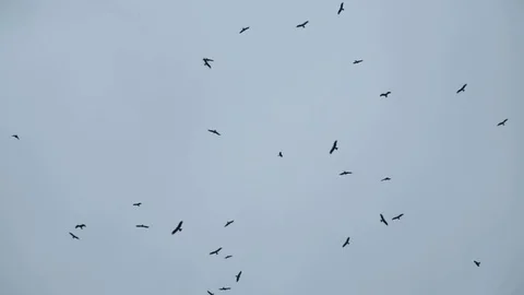 Sky Full Of Kites Stock-Footage 83664430