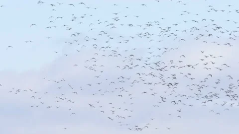 Sky Full of Migratory Birds Flying Together During Fall Migration Vídeo Stock 222111077