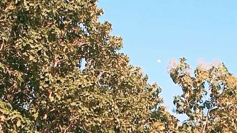 Sky full of teak trees at dusk Stock Footage 310791746