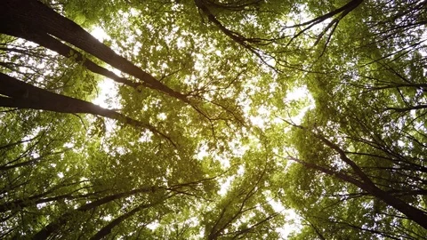 Sky Gazing through the Branches in a Forest with Bird Sounds Stock-Footage 74999596