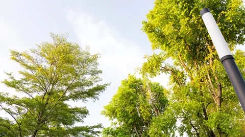 Sky Getting Dark at Dusk in Park : Time Lapse Stock Footage 51806027