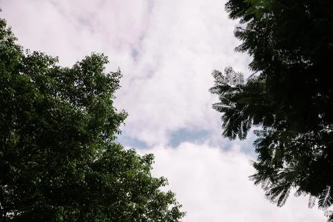 Sky Glimpse Framed by Tree Canopy and Foliage in Peaceful Nature Scene Stock Photos