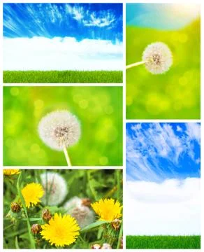 Sky, grass, dandelion, collage Stock Photos