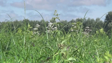 Sky, grass Stock-Footage 52084990