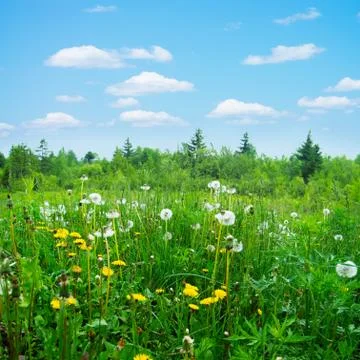 The sky grass Stock Photos