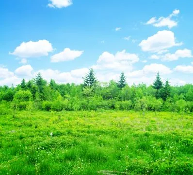 The sky grass Stock Photos