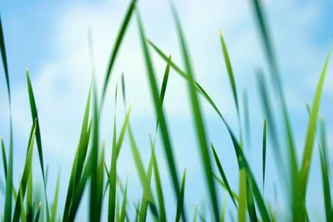 Sky Grass Stock Photos