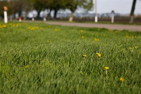 Sky grass tree background spring field Stock Photos