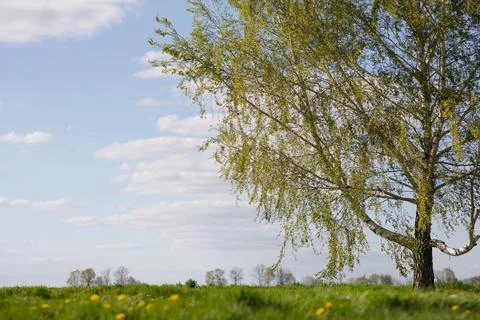 Sky grass tree background spring field Foto stock
