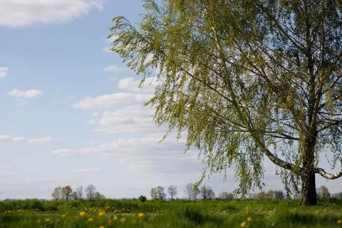 Sky grass tree background spring field Foto stock