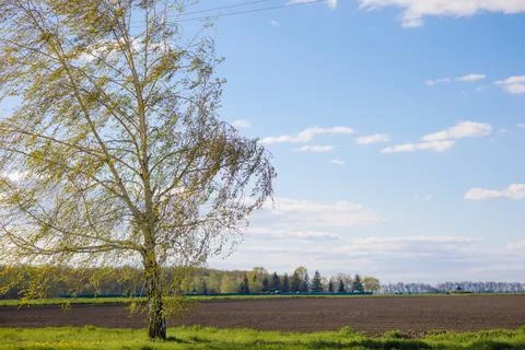 Sky grass tree background spring field Stock Photos