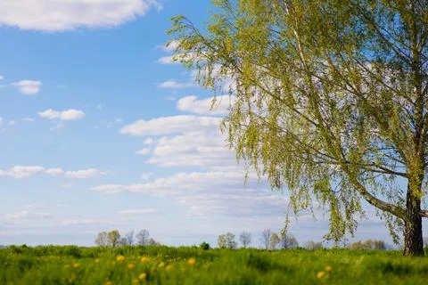 Sky grass tree background spring field Stock Photos