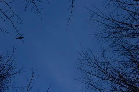 The sky has a plane and trees Stock Photos