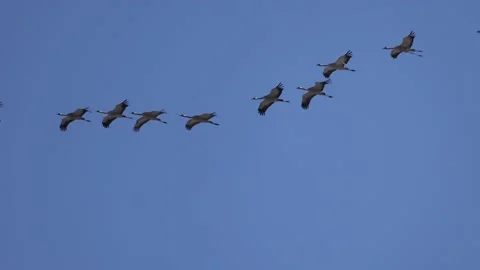 The sky-high flight of cranes, 4K slomo Stock Footage 172428375